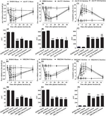 Role of Spinal Cord Akt-mTOR Signaling Pathways in Postoperative Hyperalgesia Induced by Plantar Incision in Mice